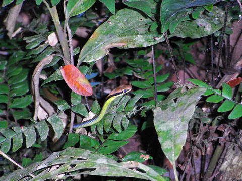 タマンヌガラにいた巨大ヘビ(嘘)の写真